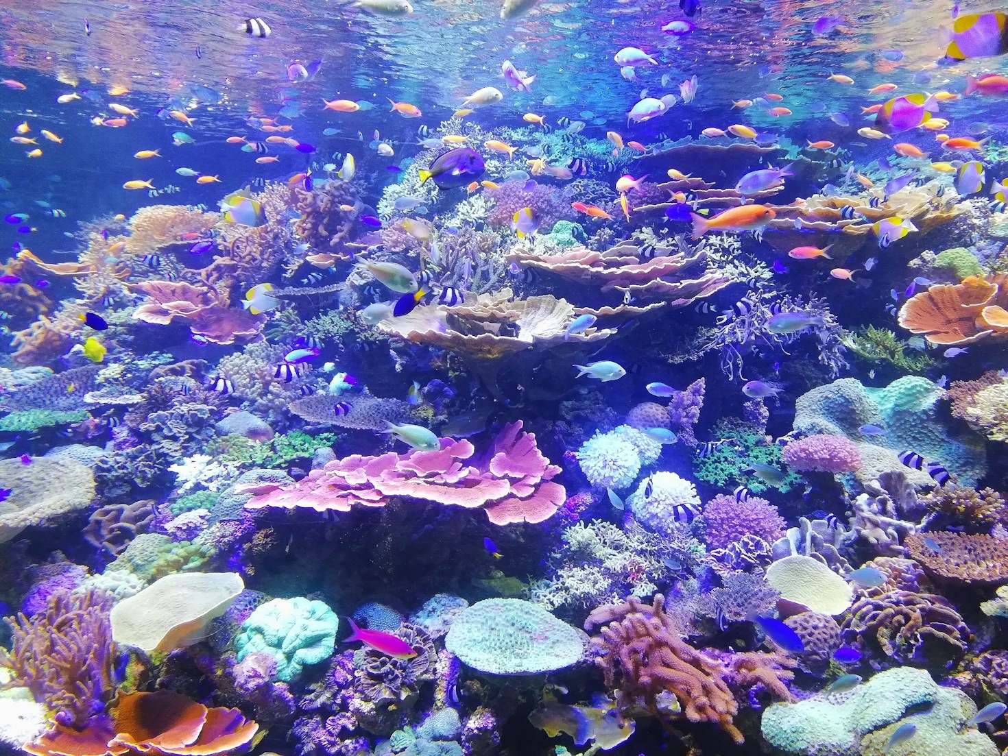 As Profundezas do Oceano: Histórias de Mergulhadores